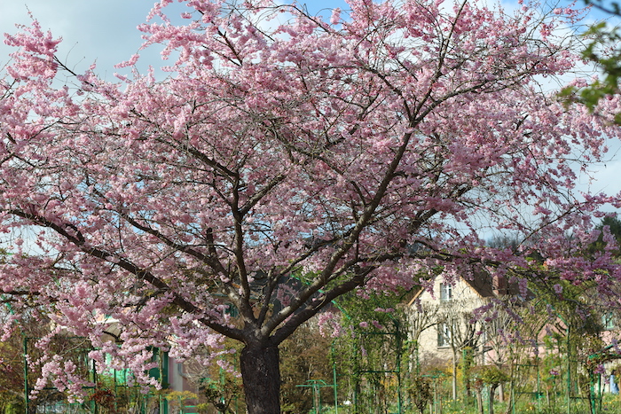 Giverny cherry tree in blossom in the garden